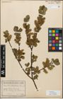 Foto von Salix myrsinifolia Salisb.